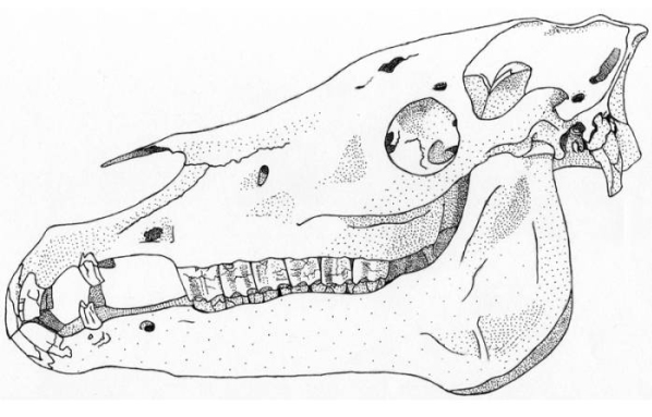 Вниманию студентов I и II курсов!